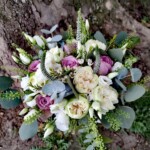 flori-frumoase-iasi; plante-ornamentale