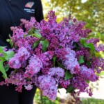 buchet-de-liliac