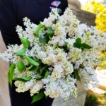 buchet-liliac-alb