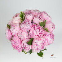 buchet-de-bujori-roz-floral-studio-iasi
