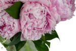 bujori-roz-buchet-floral-studio-iasi