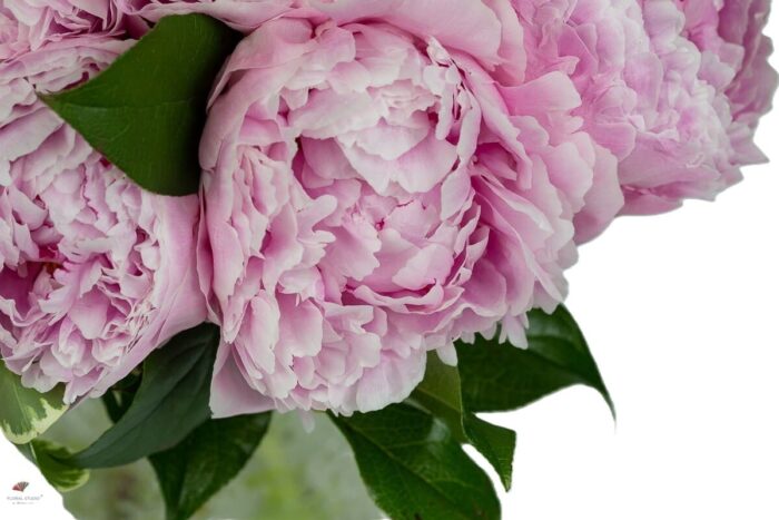 bujori-roz-buchet-floral-studio-iasi