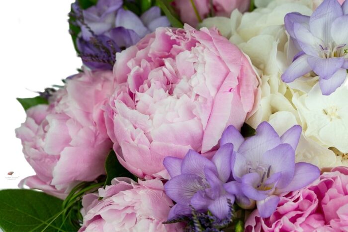 bujori-roz-hortensie-alba-frezii-mov-floral-studio-iasi
