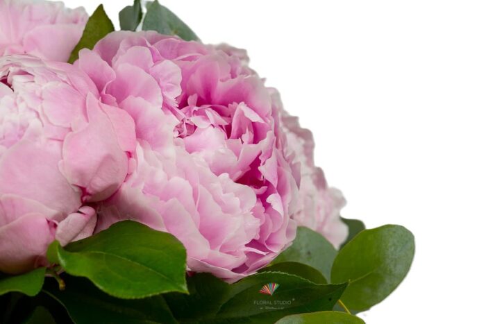 bujori-roz-si-eucalipt-floral-studio-iasi