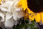 buchet-adiere-de-vara-floarea-soarelui-hortensii-albe-limonium-eucalipt-floral-studio-iasi