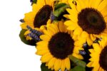 raza-de-soare-buchet-floarea-soarelui-lavanda-salal-floral-studio-iasi