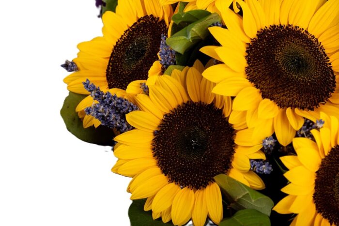 raza-de-soare-buchet-floarea-soarelui-lavanda-salal-floral-studio-iasi