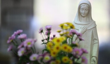 flori-de-sfanta-maria