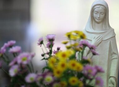 flori-de-sfanta-maria