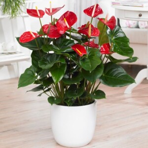 anthurium