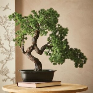 bonsai