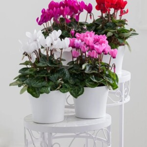 cyclamen