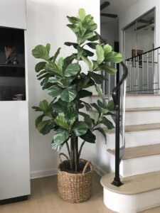 ficus