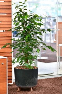 ficus-benjamina