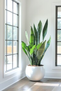 limba-soacrei-planta