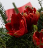 buchet-amaryllis-rosu-flori-iarna-floral-studio-iasi