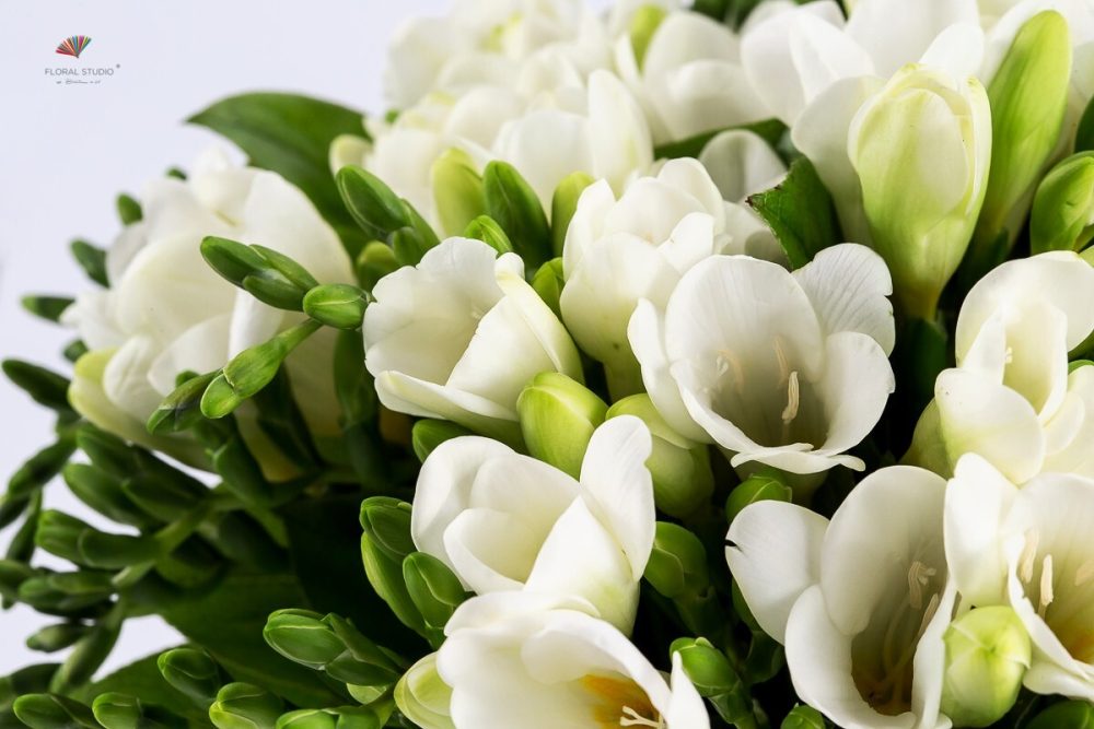 Buchet frezii albe 3