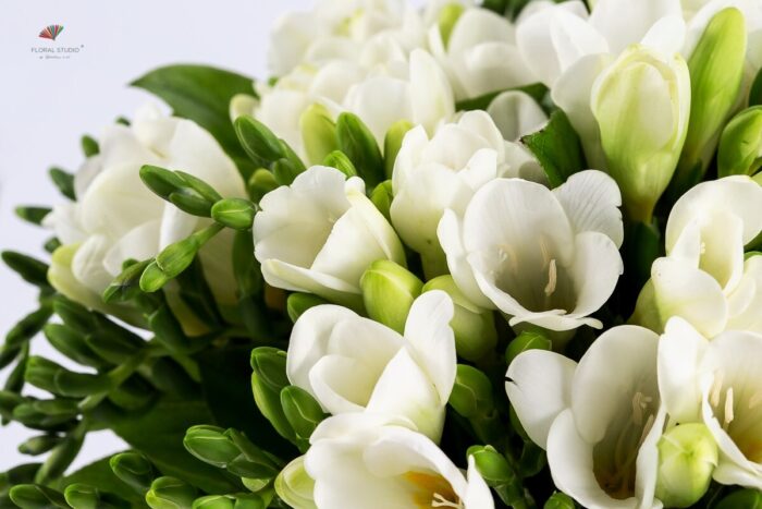 Buchet frezii albe 3