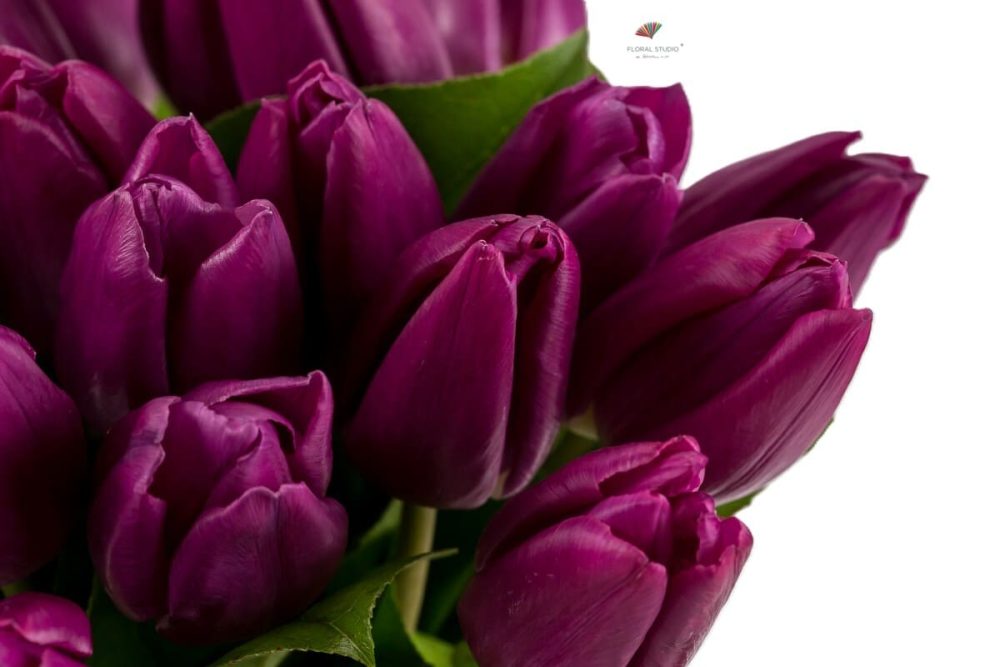 Buchet lalele mov 3