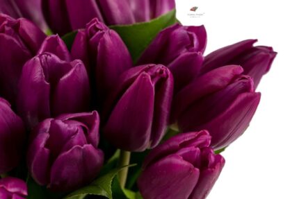 Buchet lalele mov 3