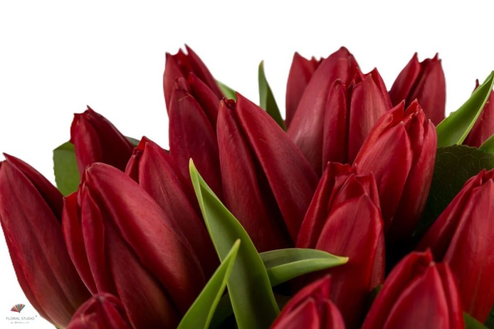 Buchet lalele rosii 3