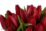 Buchet lalele rosii 3